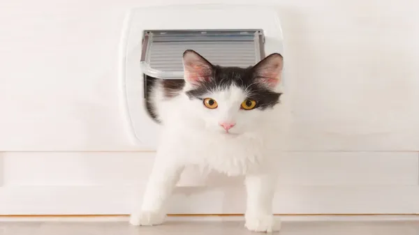 Install a cat flap Install a cat flap