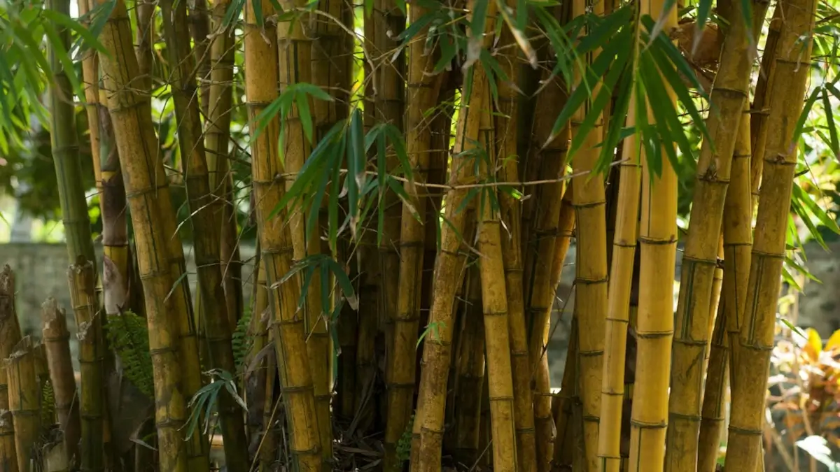 Estimates for bamboo removal near Beck Hill