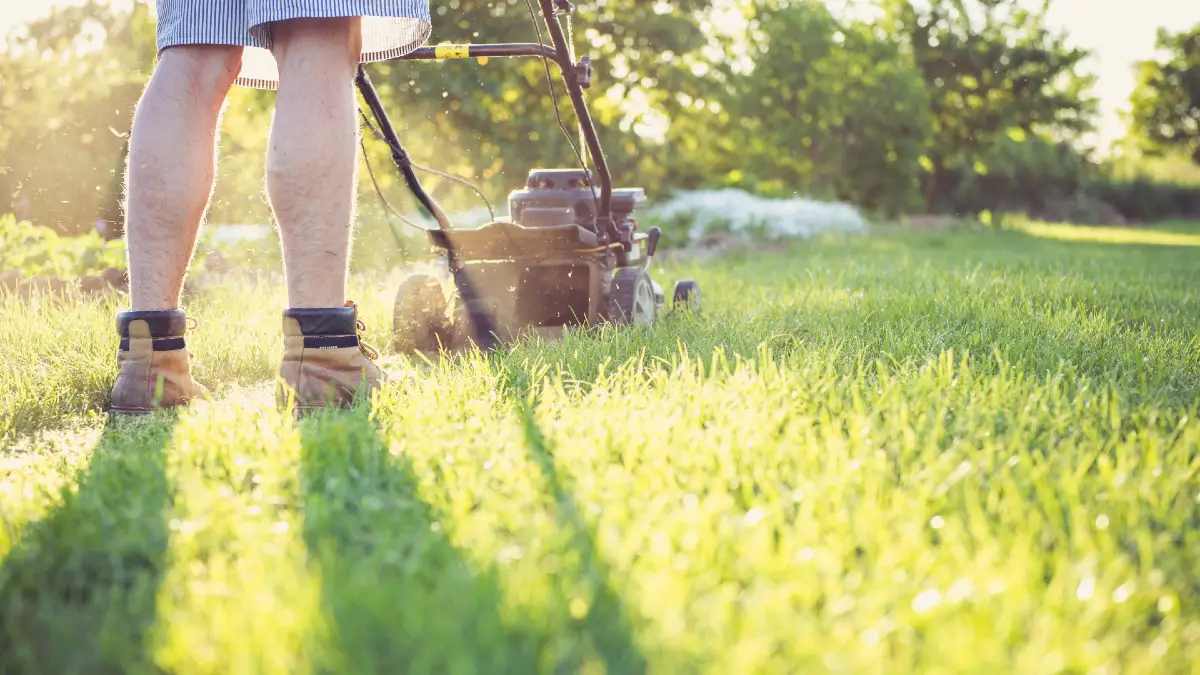 Mow the lawn cost