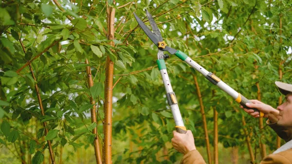 Prune a tree Prune a tree