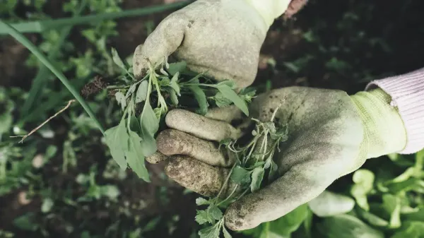 Weeding Weeding
