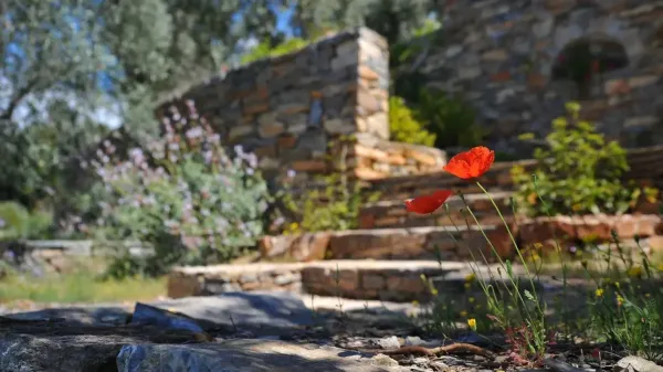 Garden renovation