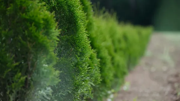 Hedge removal Hedge removal