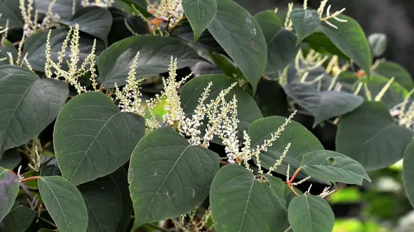 Japanese knotweed removal Japanese knotweed removal