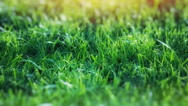 Turf a lawn Turf a lawn