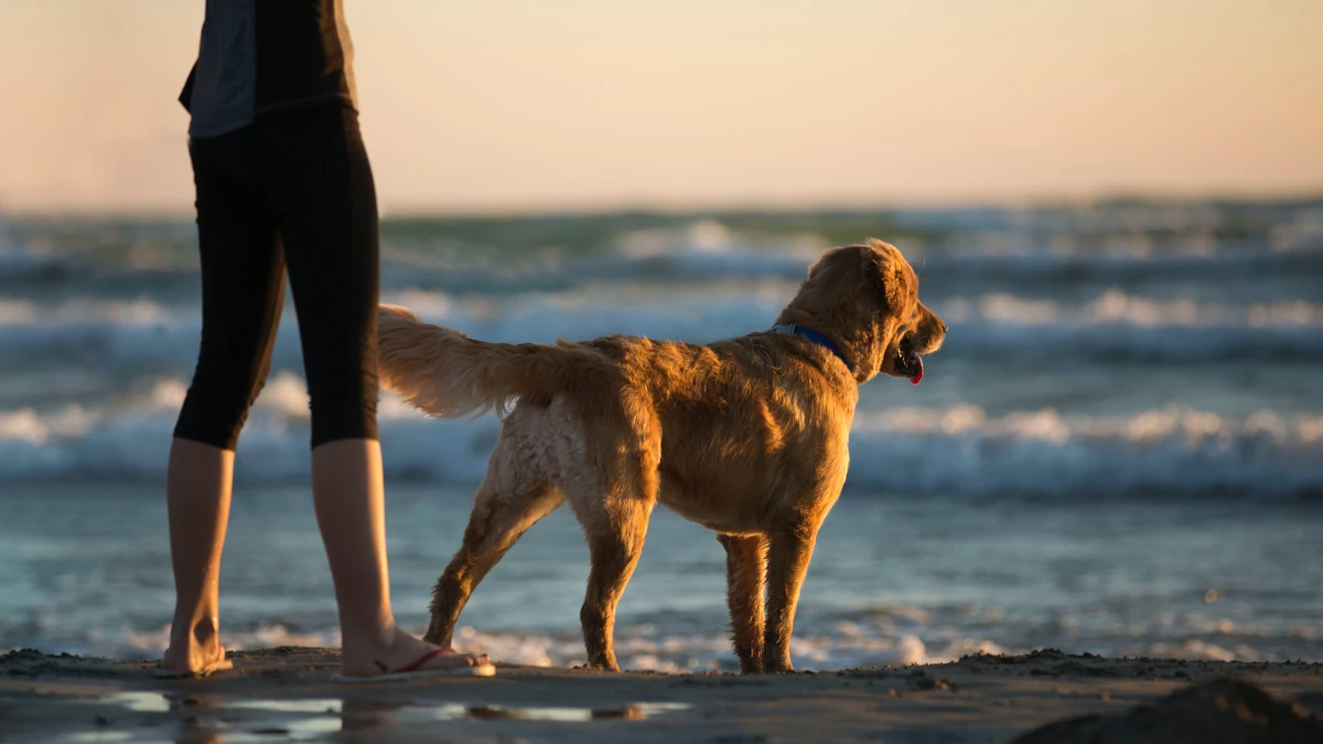 Pet insurance cost