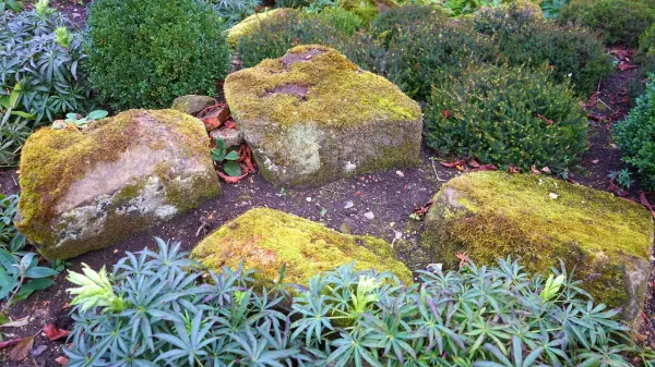 Plant shrubs Plant shrubs
