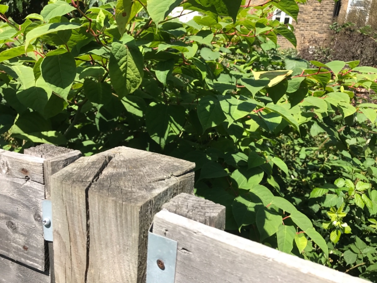 Gardener: Image 10