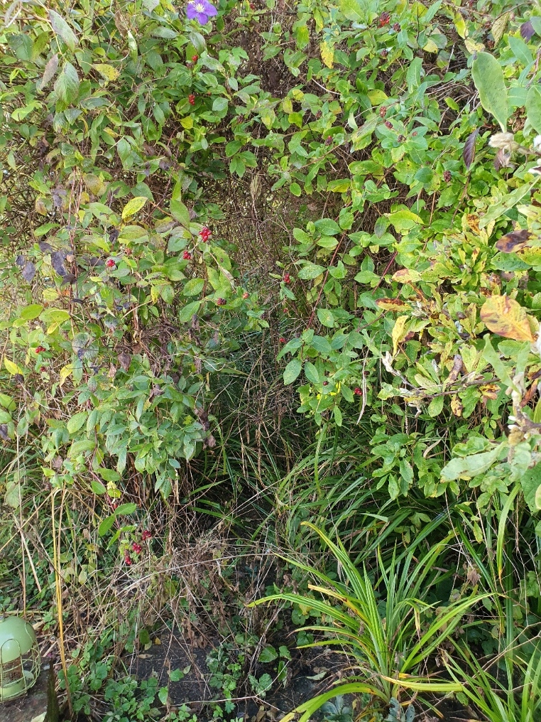 Gardener: Image 2