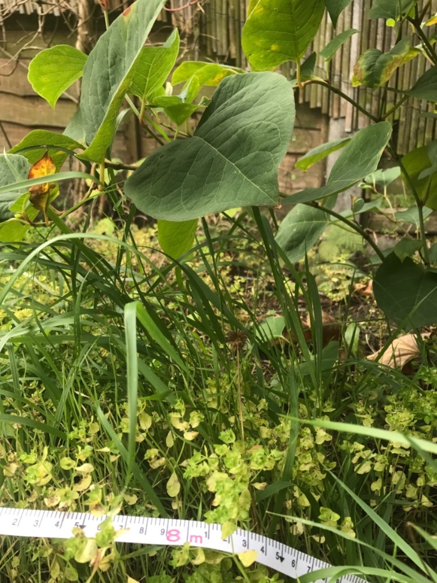Gardener: Image 4