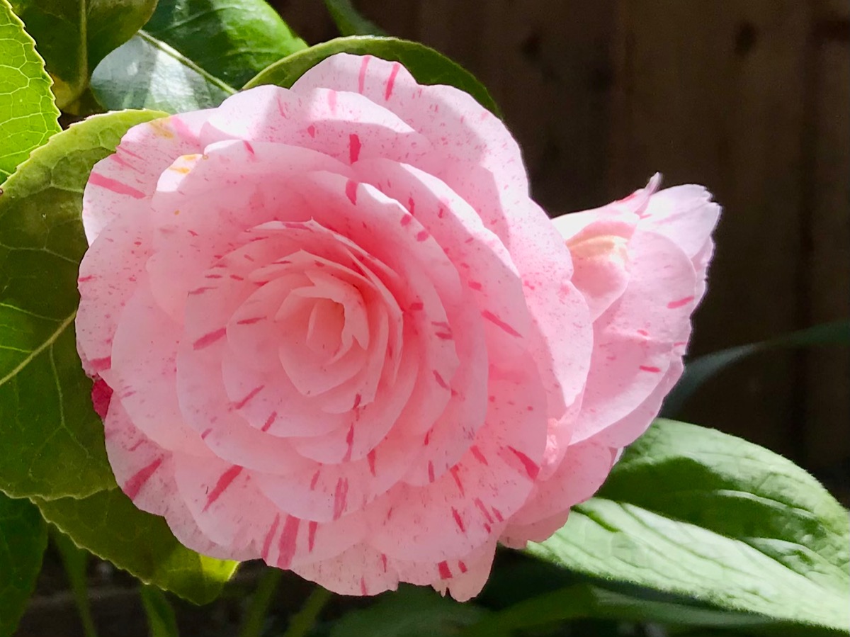 Gardener: Image 1