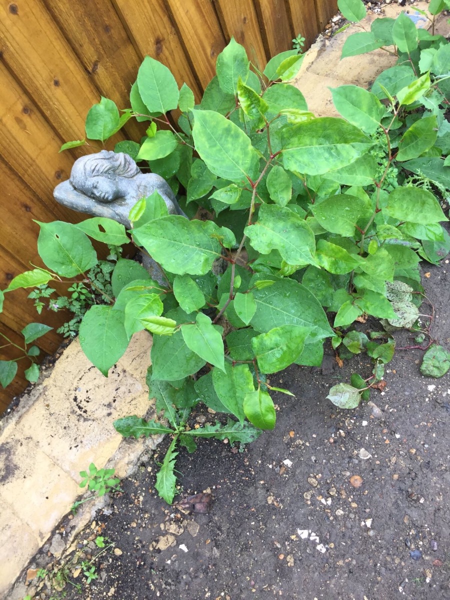 Gardener: Image 8