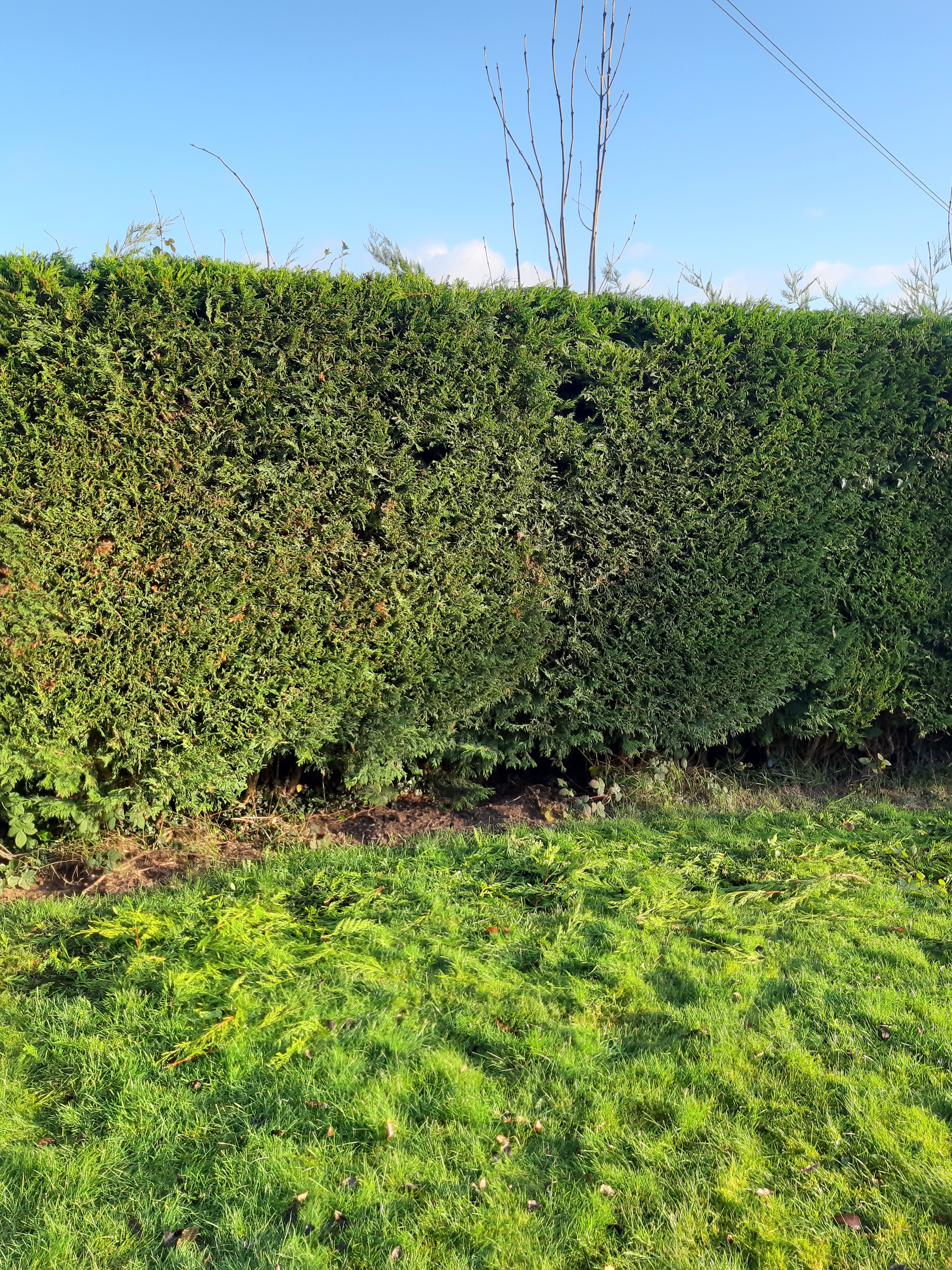 Gardener: Image 1