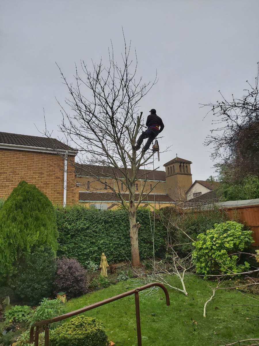 Gardener: Image 8