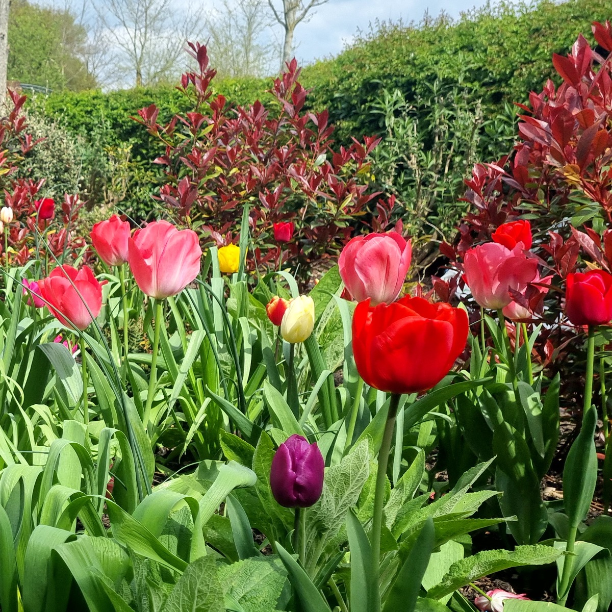 Gardener: Image 2