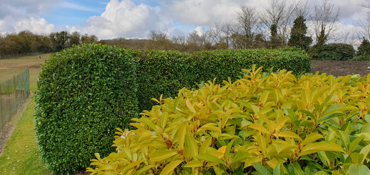 Gardener: Image 2
