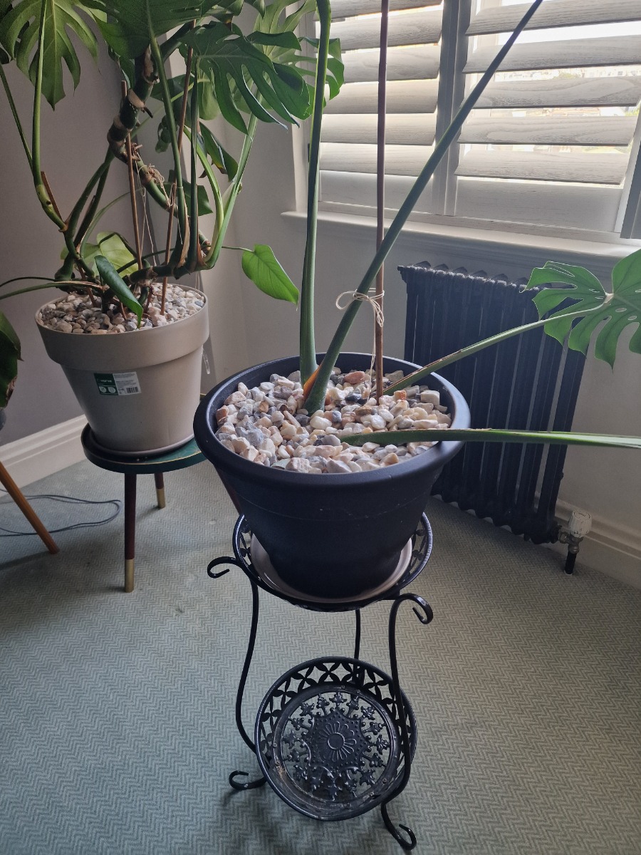 Gardener: Image 8