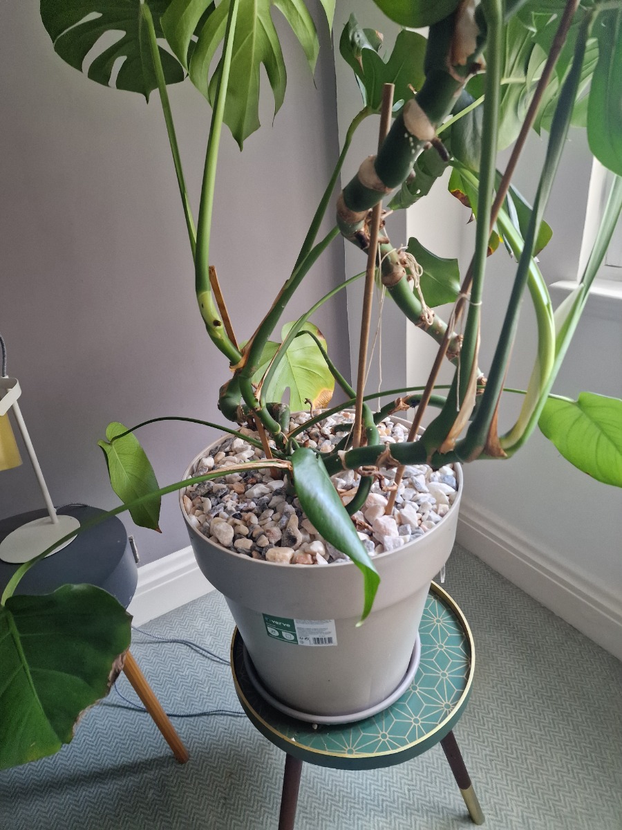 Gardener: Image 7