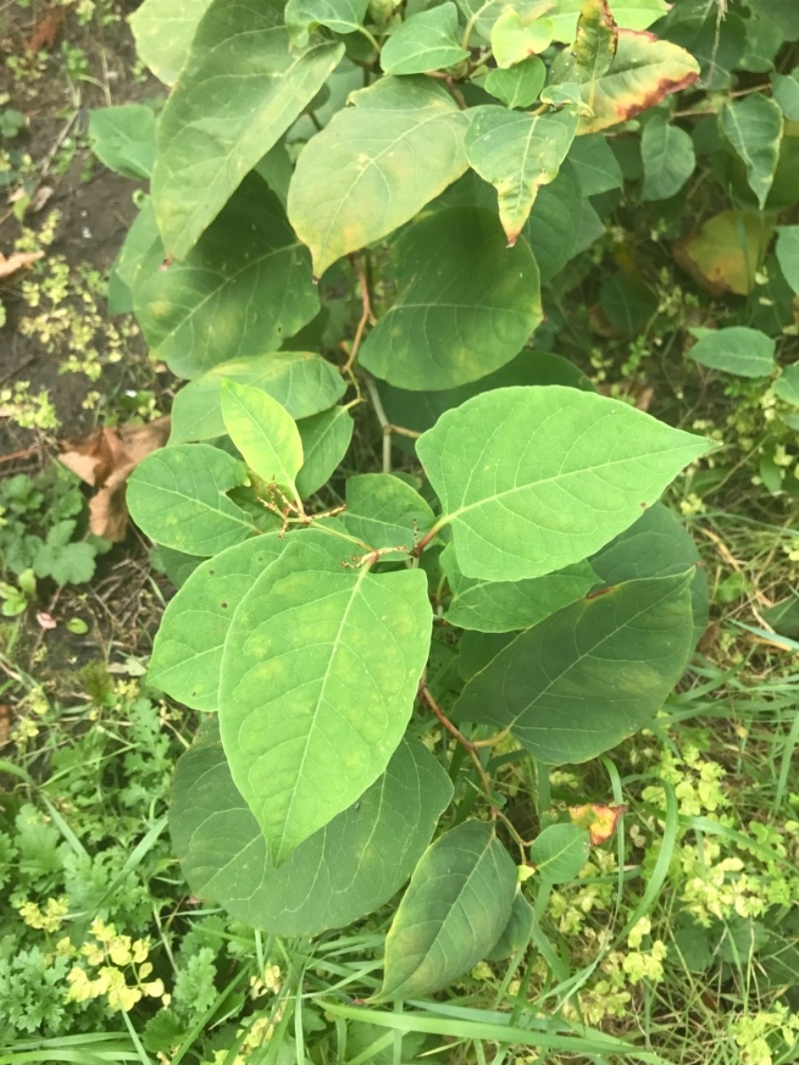 Gardener: Image 3