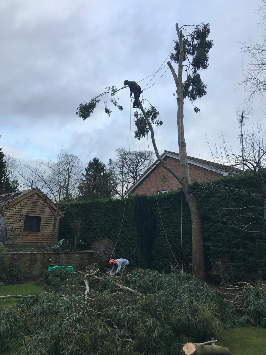 Gardener: Image 4