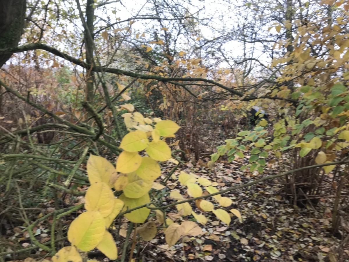 Gardener: Image 1