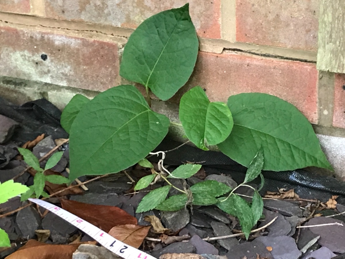 Gardener: Image 6