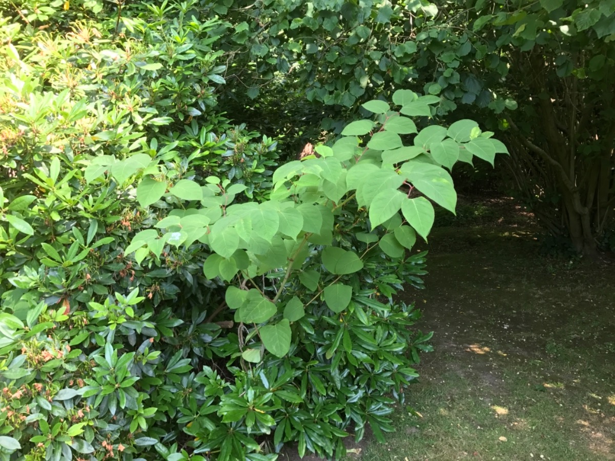 Gardener: Image 14