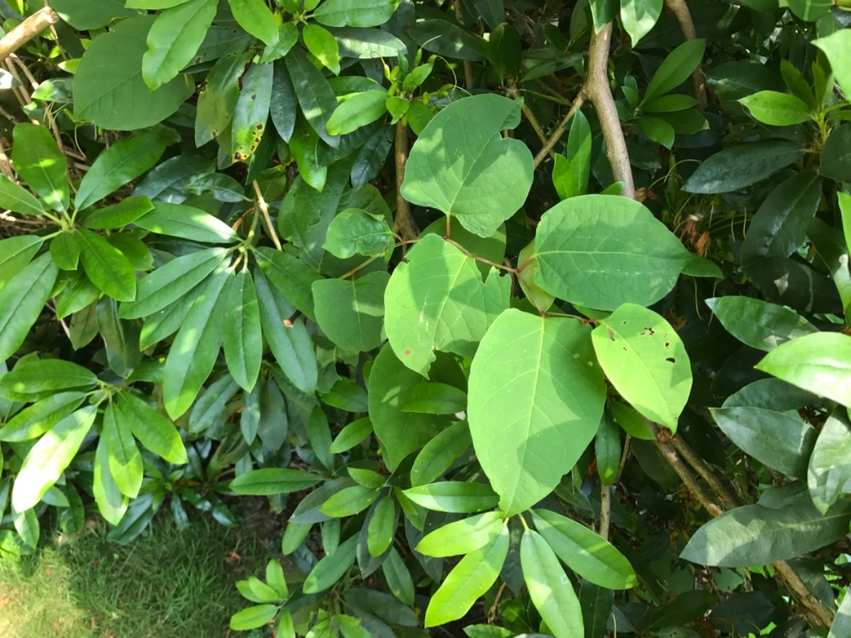 Gardener: Image 12