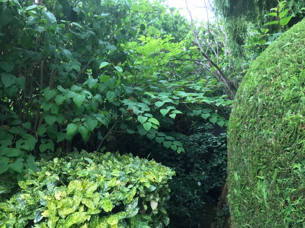 Gardener: Image 9