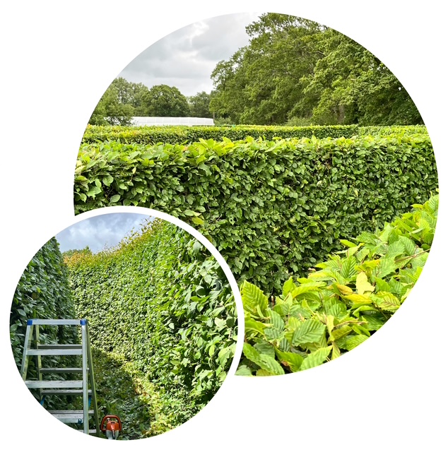 Gardener: Image 2