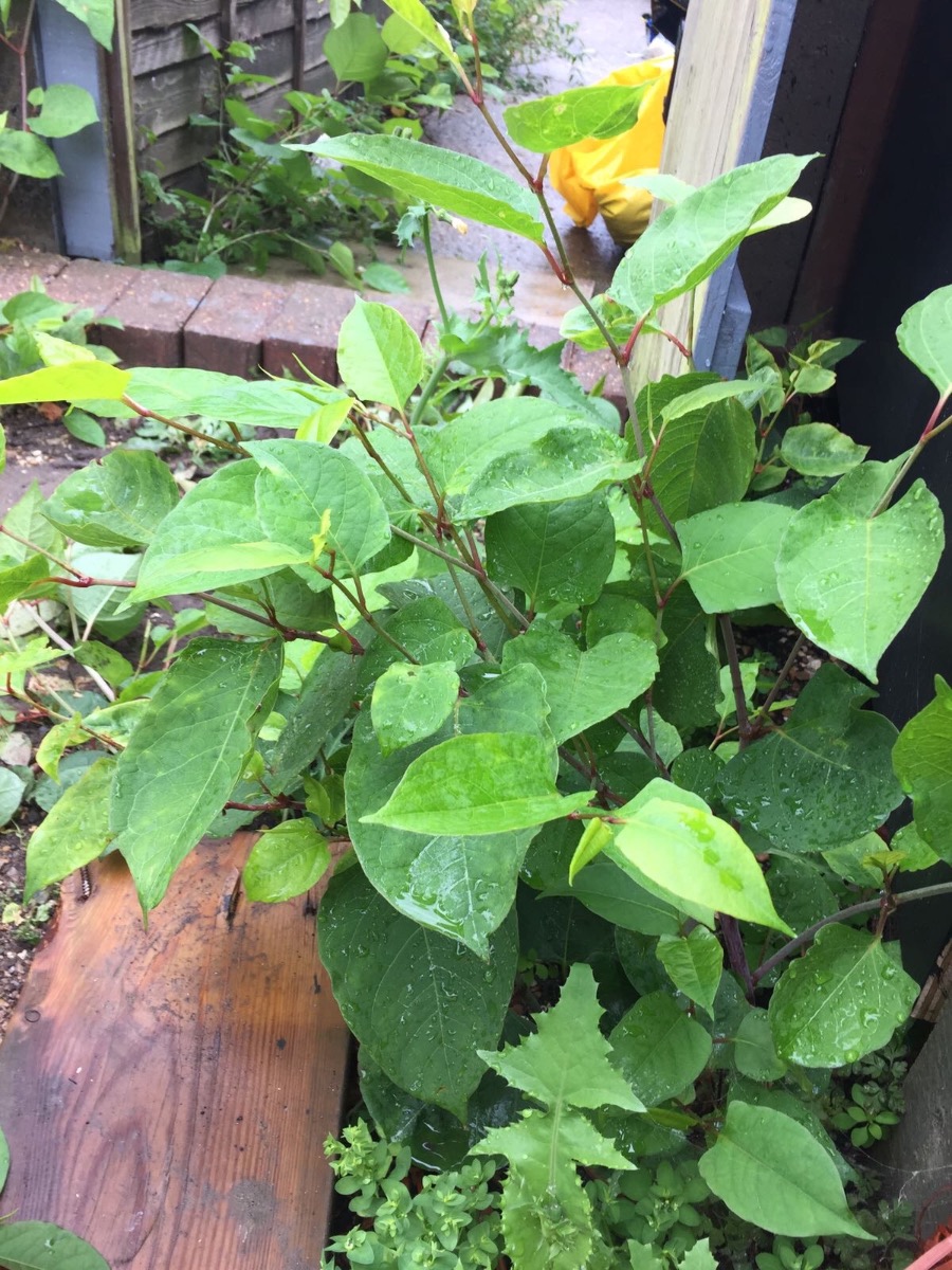 Gardener: Image 7