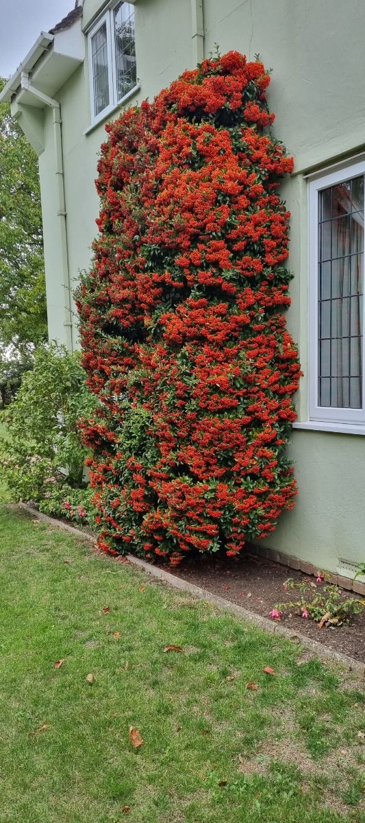 Gardener: Image 29