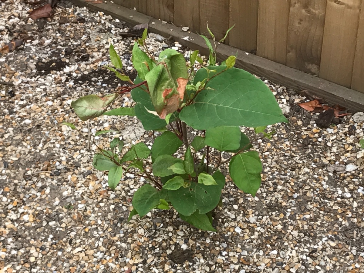 Gardener: Image 5