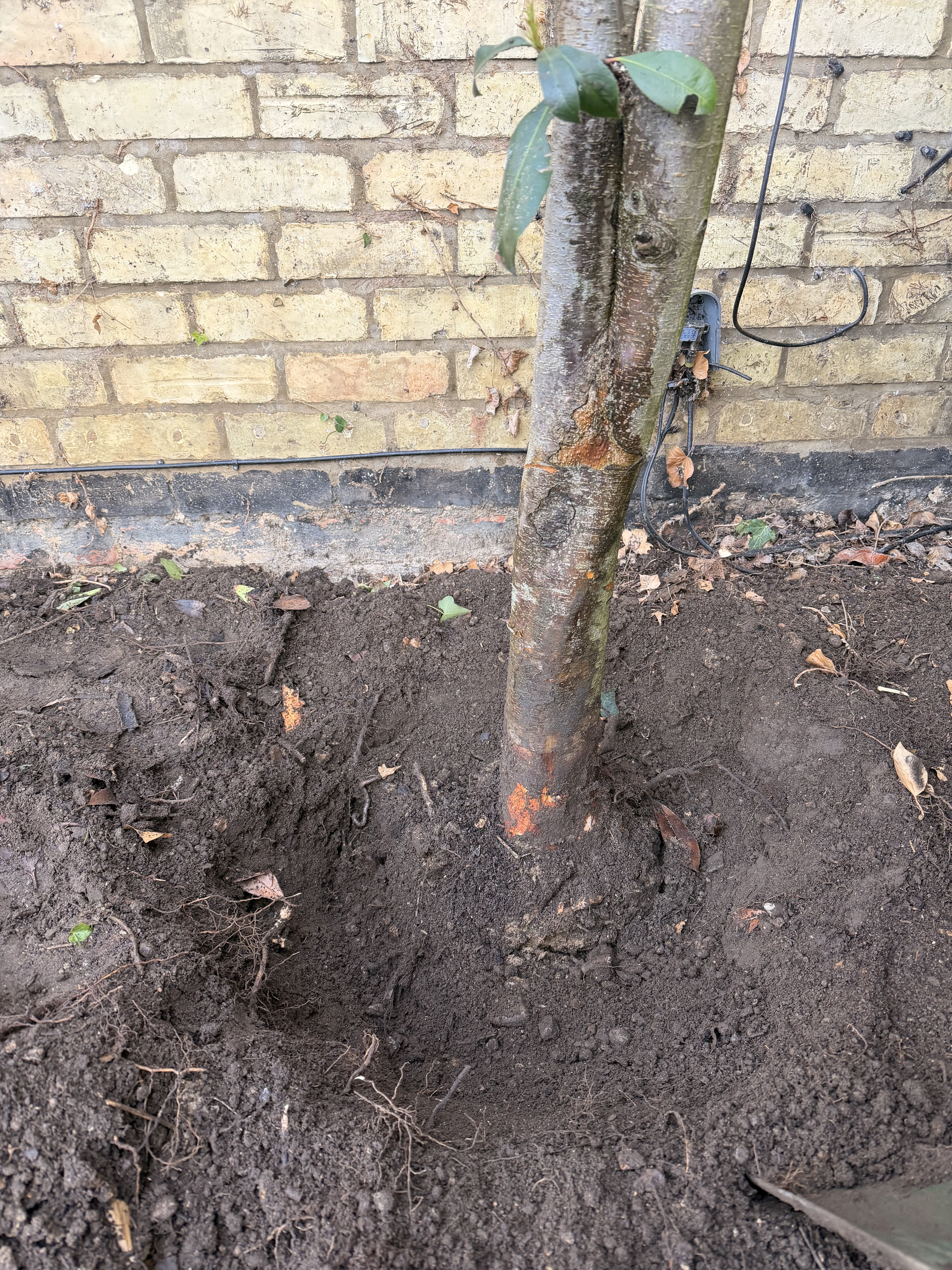 Gardener: Image 12