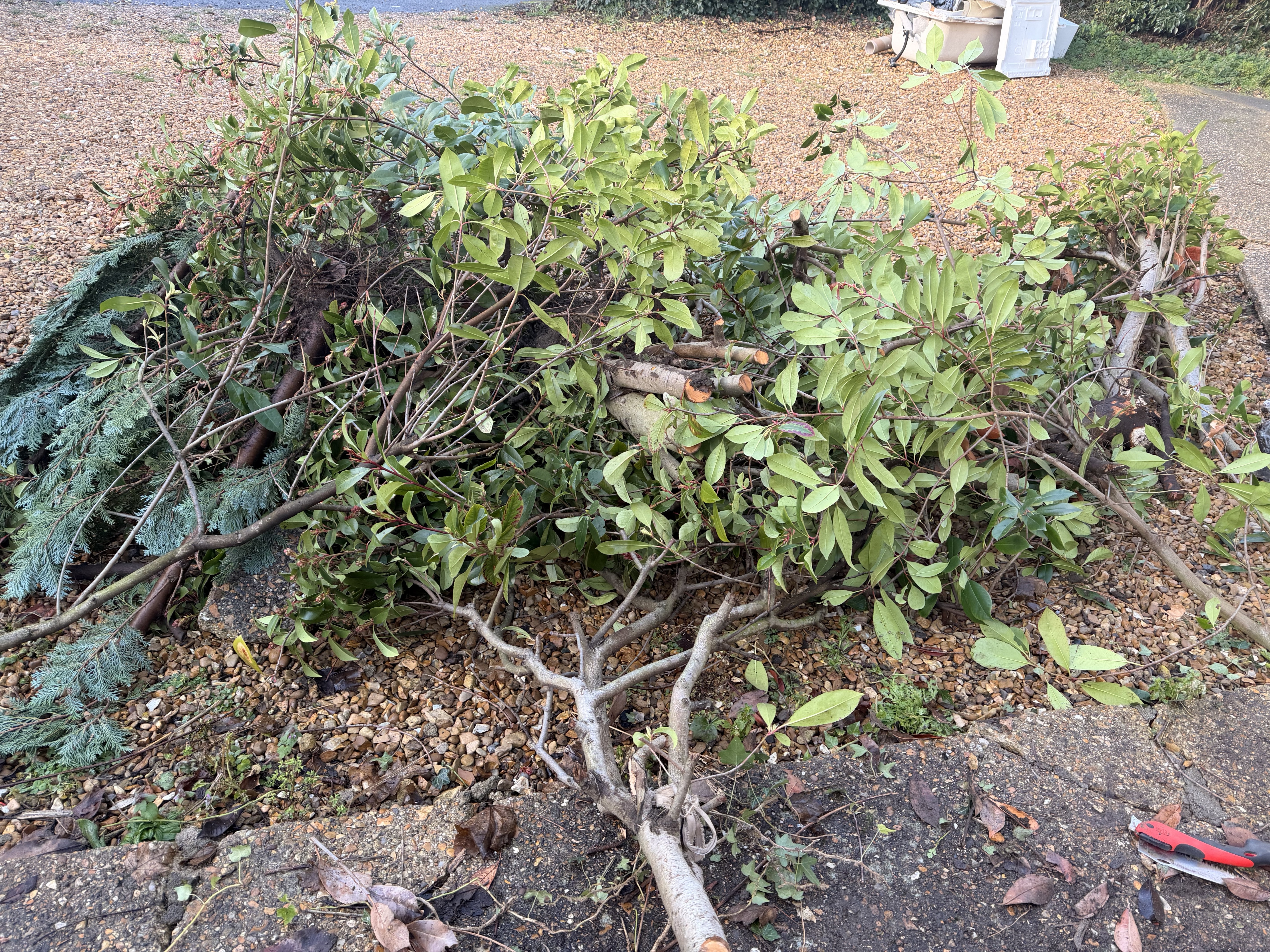 Gardener: Image 9