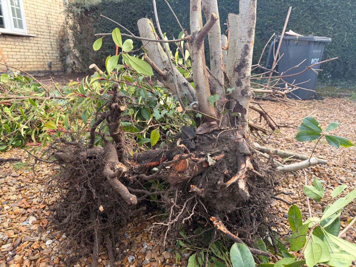 Gardener: Image 7