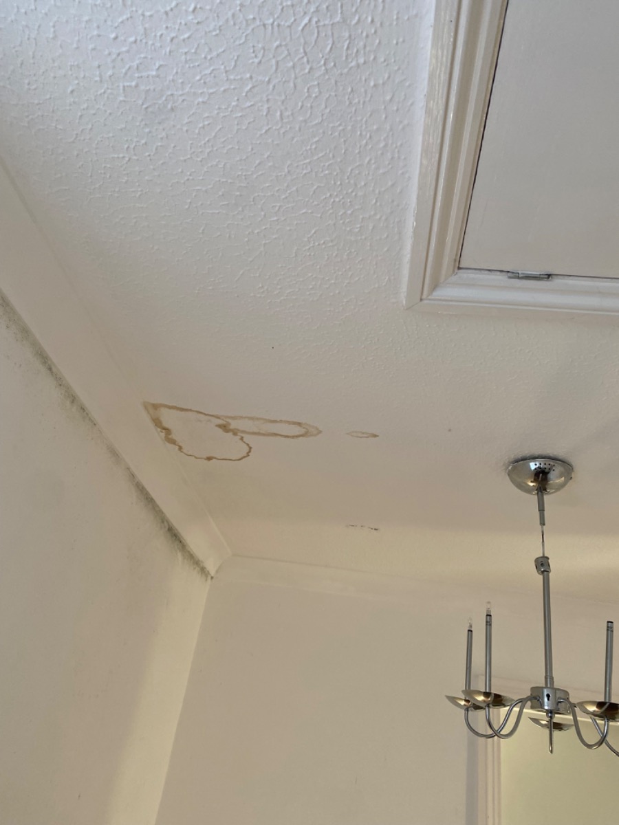 Painter and Decorator: Image 5