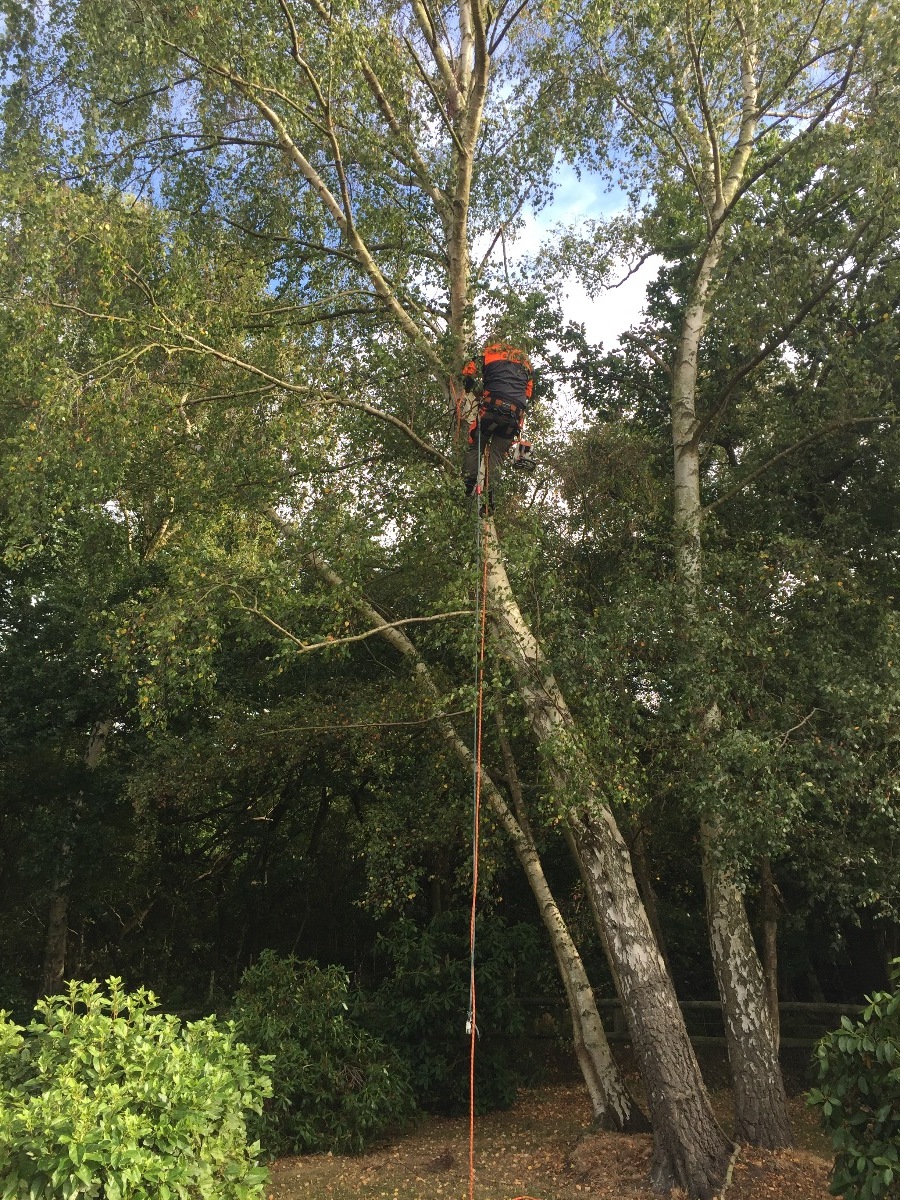 Gardener: Image 6